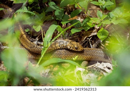 Snake in the backyard bushes