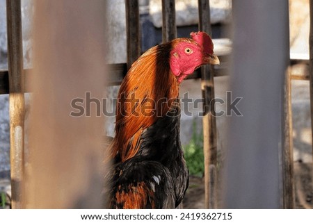 Magelang, 20 December 2023: A rooster is in a cage. Royalty-Free Stock Photo #2419362715