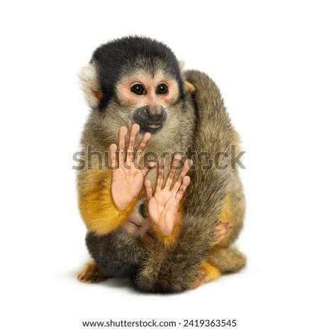 front view of mother and baby Black-capped squirrel monkey on its back, Saimiri boliviensis Royalty-Free Stock Photo #2419363545