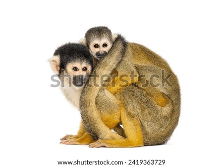 Side view of mother and baby Black-capped squirrel monkey on its back, Saimiri boliviensis Royalty-Free Stock Photo #2419363729