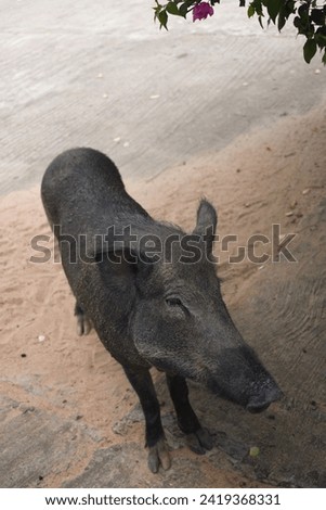 A Wild Boar Looking for Food.