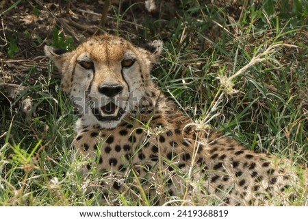 portrait image of a cheetah in the bush