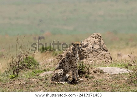 one single cheetah in the savannah of Maasai Mara NP