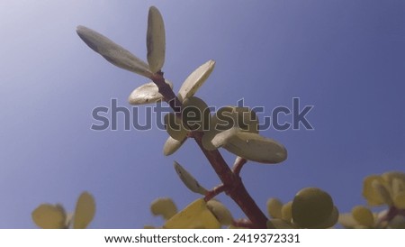 Closeup of a green plant in the intense sunlight, growth in harsh conditions concept Royalty-Free Stock Photo #2419372331