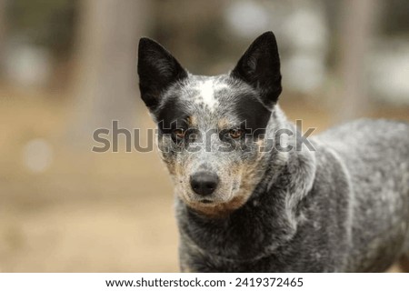 Portrait of a cute Australian Cattle Dog in the forest. Royalty-Free Stock Photo #2419372465
