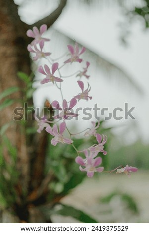 Beatuiful Flowers in Spring. High quality photo