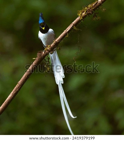 Asian paradise flycatcher,Beautiful bird, female of Paradise-flycatcher,  on the branch. The state Bird of madhya Pradesh. Royalty-Free Stock Photo #2419379199