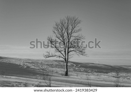 Black and white photography, walk in nature, winter weather, bright sunny day, beautiful landscape.