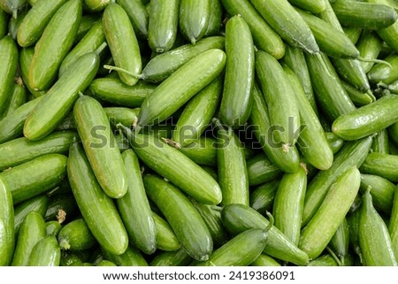 Cucumbers top view, greenhouse cucumbers, long cucumbers, vegetables harvest, food background, place for text Royalty-Free Stock Photo #2419386091