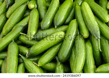 Cucumbers top view, greenhouse cucumbers, long cucumbers, vegetables harvest, food background, place for text