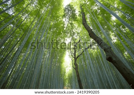 Beautiful Nature image that suits your project. Beautiful nature background with High resolution pixels and High quality with good details. All nature's background are pretty 