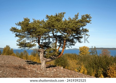 Pine this on this side of the sea. Trees and hills are in the background. Coast in the sunshine, September. Royalty-Free Stock Photo #2419392525