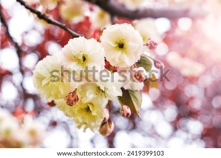 Japanese cherry blossoms. Delicate light pink sakura flowers on a tree in the garden