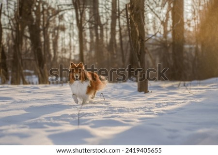 Beautiful red sable Shetland Sheepdog walking in cold snowy forest, sunny background, wide horizontal picture with space for text