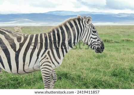Zebra in the Ngorongoro crater, Tanzania, safari