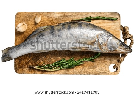 Raw pike perch, pikeperch fish. Fresh fish. Isolated on white background. Top view Royalty-Free Stock Photo #2419411903