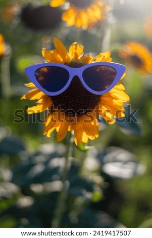 A Sunflower in Purple Sunglasses