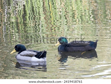 Male Hybrid duck referred to as a Park Duck swimming in calm dark pond water with Mallard male duck. Female domestic ducks will sometimes mate with ducks of other breeds, creating a hybrid.
