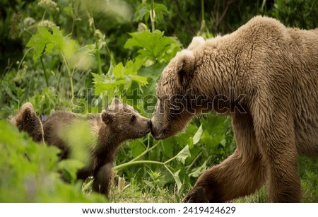 Magnificent family idyll mother brown bear cuddles her cubs Royalty-Free Stock Photo #2419424629