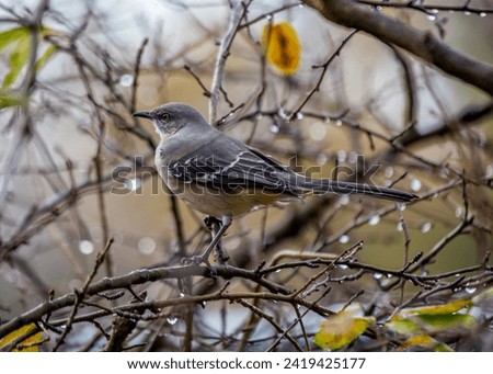 Versatile Northern Mockingbird, Mimus polyglottos, captivating North American landscapes with its mimicry, melodious tunes, and sleek plumage. 