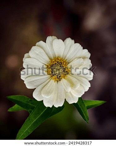 big white flower, large white flower with green leaves, large white flower with yellow pistils