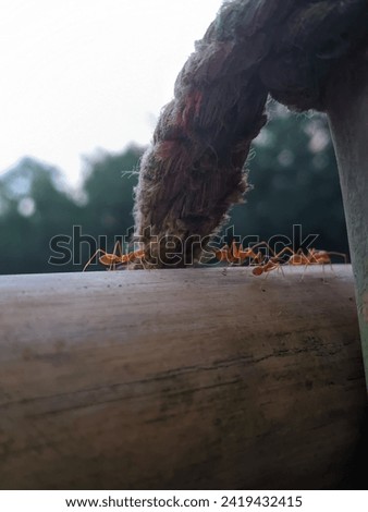 Red imported fire ant in family 