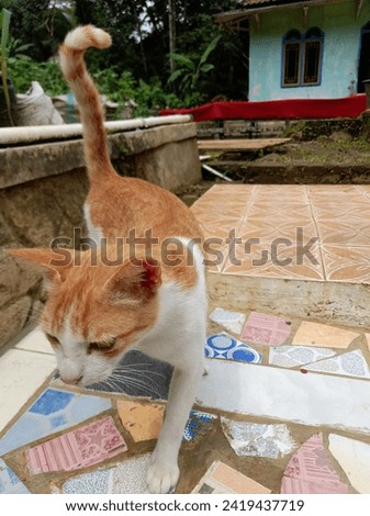 an orange and white cat with a mosque background