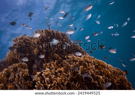 Schooling fish above healthy hard coral reef