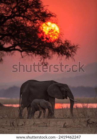 Mother elephant and elephant load on a beautiful evening