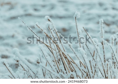 Picture of frozen plants with snow