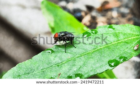 Macro shot. Beautiful Nature Scene. Close Up of flies