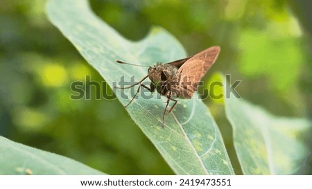 Macro shot. Beautiful nature scene. Close up of the butterfly on the leaves