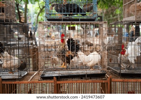 short-legged Bantam chicken in cage at animal market