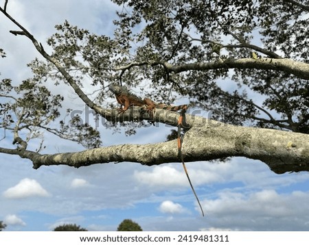 Iguana resting on a tree Royalty-Free Stock Photo #2419481311