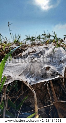 Picture of a spider's nest. That are often found in grasslands and natural forests.