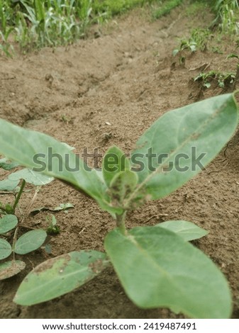 the plant enemy name is grass Royalty-Free Stock Photo #2419487491