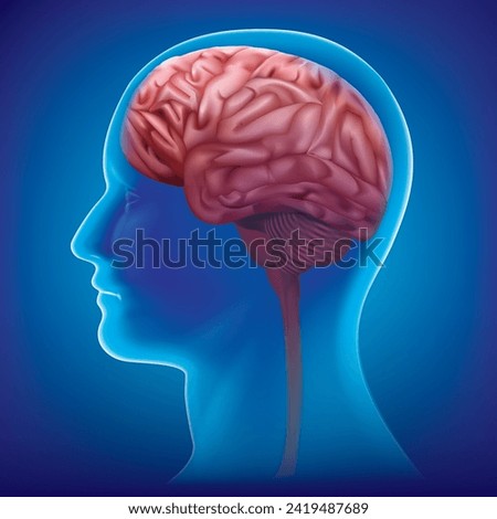 Male anatomy of human brain in x-ray view.vector illustration