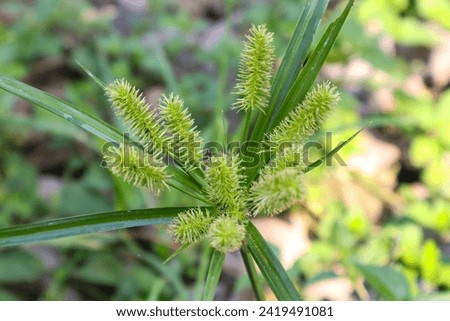Cyperus strigosus is a plant is the Cyperaceae family, have very beautiful flowers like needles, with blurry background
