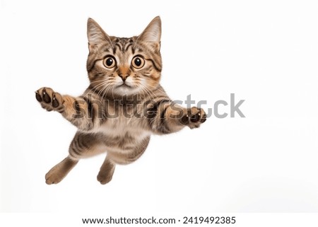 
Funny cat flying. playful cat jumping mid-air looking at camera isolated on white background Royalty-Free Stock Photo #2419492385