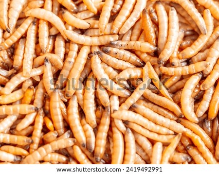 Dried mealworm close up, selective focus.