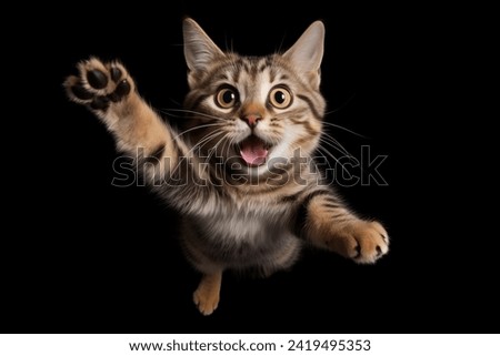 Funny cat flying. playful cat jumping mid-air looking at camera isolated on black background Royalty-Free Stock Photo #2419495353
