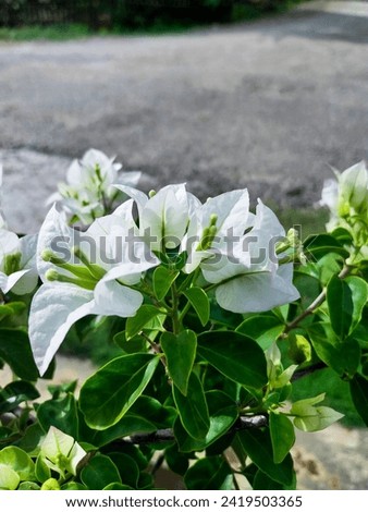 Paper Flower (Bunga Kertas) or White Bougainvillea; a beautiful close up picture