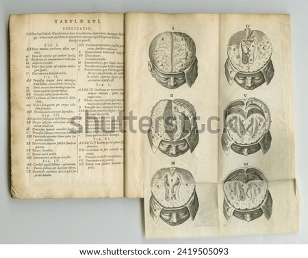 Vintage, brain and antique medical book on anatomy bones, medicine treatment research or head trauma support. Latin journal, healthcare or skull diagram sketch for historical neurosurgery guide Royalty-Free Stock Photo #2419505093