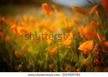 Poppy fields of California during super bloom