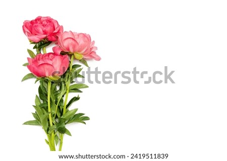 bouquet of peonies on white background with copy space. Natural floral greeting card with text space