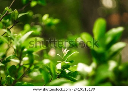 There are many types of leaves in the forest, such as oval, bow-shaped, saw-shaped, round, oval, mainly green, sometimes dark blue.
Close-up of fern leaves, Beauty in nature’s design .
