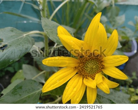a picture of blooming sunflowers