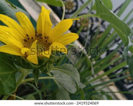 a picture of blooming sunflowers