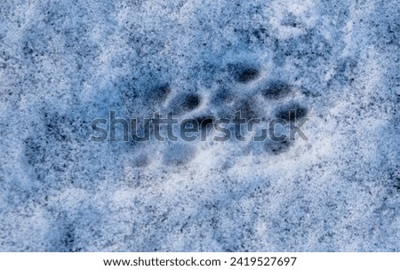 Cat footprints in the snow as a background.