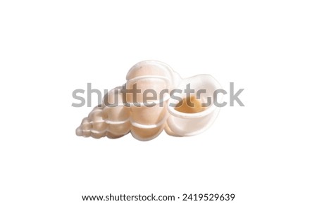 Close up Wentletrap shell isolated on white background. Seashell Royalty-Free Stock Photo #2419529639